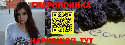 бошки Кингисепп